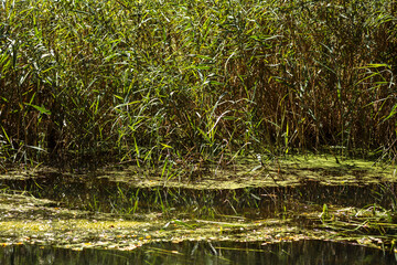 Autumn Lake with Flowers and Wildlife