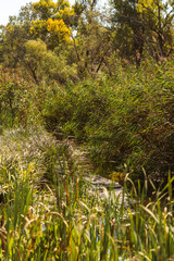 Autumn Lake with Flowers and Wildlife