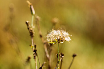 Autumn Lake with Flowers and Wildlife