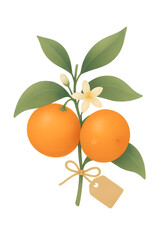 Mandarin Grain Gradient Leaf Branch PNG Transparent Botanical Clipart Citrus with Blossom Minimal Kitchen Cafe Menu Wedding Branding