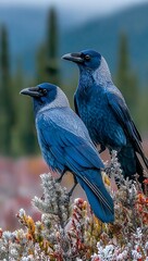 Obraz premium Two blue birds perched on frosty branches outdoors
