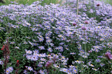 Plant portrait. Asters growing in a border.    flower, flowers, flowering, herfstaster, september, autumn, fall, garden, gardening, mauve, purple, © Stuwdamdorp