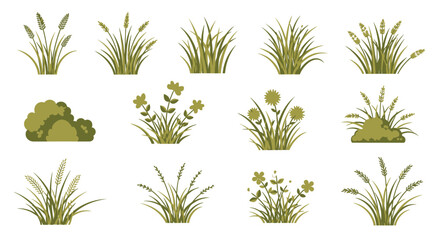 Botanical Vector Grasses and Flowers Collection Illustration on White Background