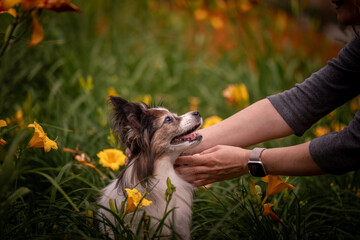 The owner's hands are carefully stretched out to the dog. Papillon dog against the background of yellow flowers in the garden