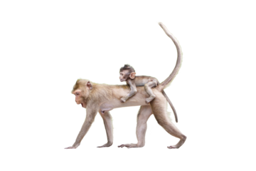 Portrait side view Macaca, Brown baby monkey on the mother monkey's back, its looking and moving forward. Isolated on white background in full depth of field with clipping path and transparent.