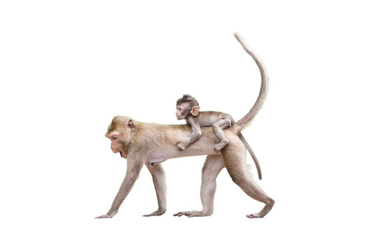 Portrait side view Macaca, Brown baby monkey on the mother monkey's back, its looking and moving forward. Isolated on white background in full depth of field with clipping path and transparent.