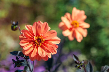 Obraz premium Beautiful orange dahlia flowers blooming in the summer garden.