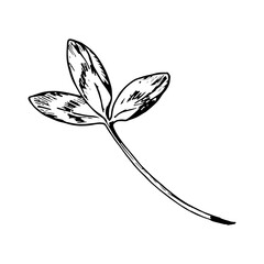 Hand drawn vector illustration of clover trifoliate leaf in engraving style, symbol of luck and nature, perfect for St. Patrick s Day designs, herbal packaging, eco branding, textile prints and cards