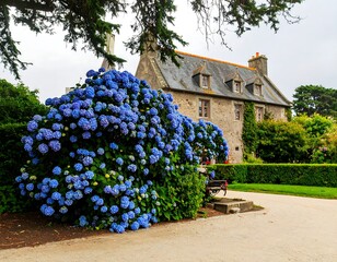 Picturesque house with vibrant blue hydrangeas