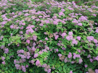Summer flowers. Spiraea japonica. The beauty of nature.