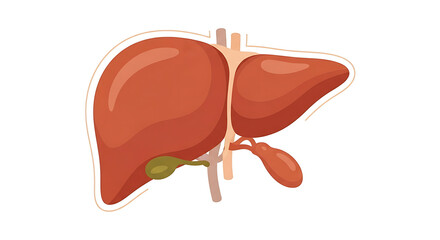 Flat-lay illustration of a human liver and gallbladder, showing detailed anatomy with warm reddish-brown tones against a white background.