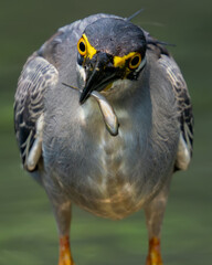 Close-Up of a Bird Holding a Small Fish in Its Beak