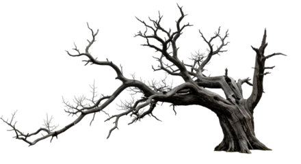 Halloween Dead Tree Isolated on transperent background