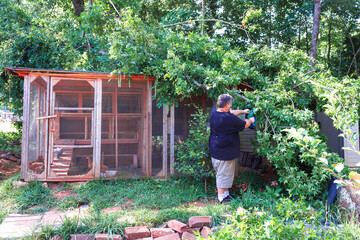 Person is cutting branches from tree that is after strong wind chicken coop in green backyard. © ungvar