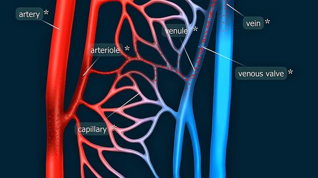 Blood flow in blood vessels