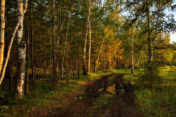 Birch grove near the village of Churapcha.