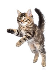 Obraz premium Playful kitten in mid-air