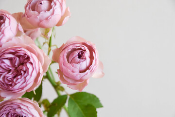 モーブティアラ