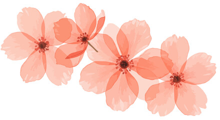 Watercolor Coral Flowers Arrangement on White Background for Spring Designs