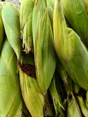 Close u shot of pile of covered sweet corn open sell in Indian market.