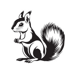 squirrel on a white background