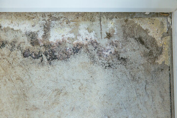 Mold and moisture stains along base of interior wall, close-up of deteriorated concrete and drywall interface with heavy discoloration and decay