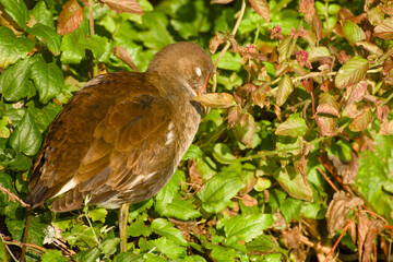 Macro shot of a young moorhen sleeping in its natural habitat