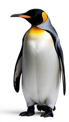 Fototapeta premium Emperor Penguin Close-Up