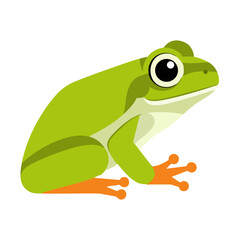Fototapeta premium Vector illustration of frog isolated on white background.