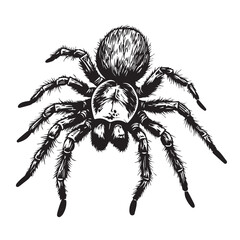 spider isolated on white background