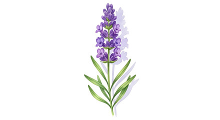 Fototapeta premium Single Lavender Stem Botanical — Delicate Watercolor Lavender Sprig with Narrow Leaves and Purple Flower Spike, Detailed Botanical Study for Herb Labels, Apothecary Art & Floral Prints