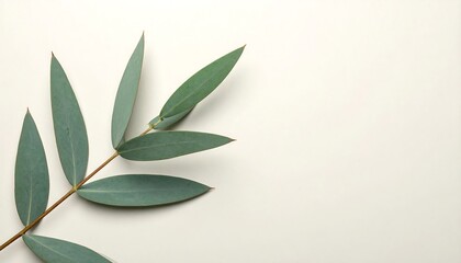 Flat lay of eucalyptus branch with copy space against a clean, off-white background, showcasing a minimalist aesthetic and calming, muted green tones.