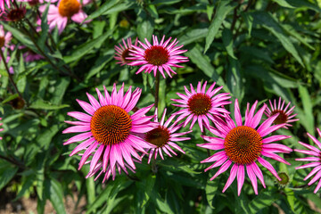 Bright pink echinacea flowers blooming beautifully in the early summer garden.