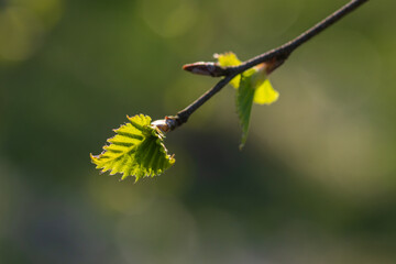 Closeup of birch tree twig with young green leaves in spring 