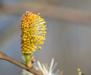 willow branch with yellow flowers
