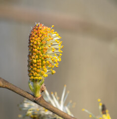 willow branch with yellow flowers
