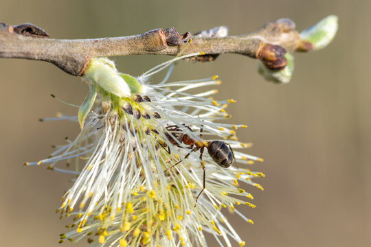 close-up of ant on blossoming willow catkin 

