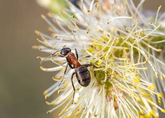 close-up of ant on blossoming willow catkin 