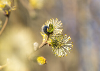 branches of a blossomed willow with yellow willow catkins against blue sky background
