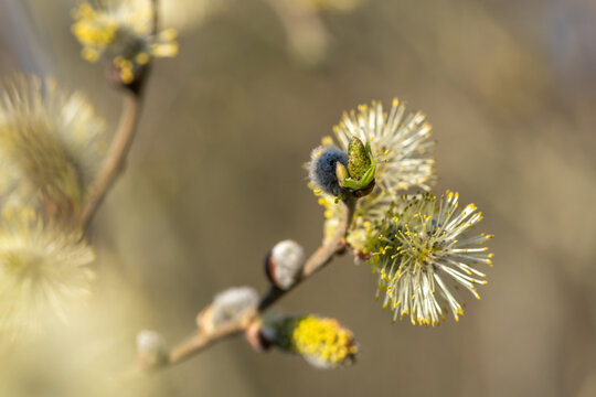 A detailed close-up shot of fluffy yellow pussy willow catkins blooming on a branch with new green leaves opening in spring light.
