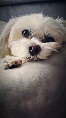 white pomeranian puppy
