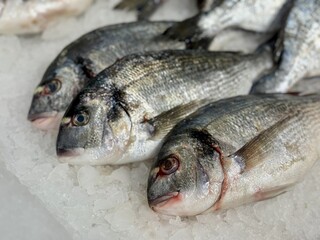 Raw chilled dorado fish lies on shallow ice in a fish shop. Healthy eating, omega. Close-up