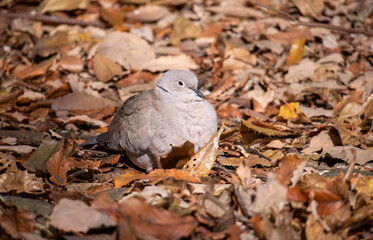 冬のシラコバト