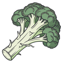 Fresh Broccoli Illustration
