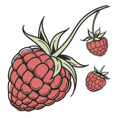 Fresh Raspberries Illustration