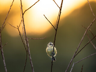 sikorka na gałęzi © Lukasz