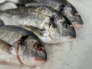 Raw chilled dorado fish lies on shallow ice in a fish shop. Healthy eating, omega. Close-up