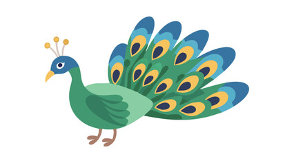 Obraz premium Beautiful Peacock Bird Vector Illustration