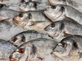 Raw chilled dorado fish lies on shallow ice in a fish shop. Healthy eating, omega. Close-up