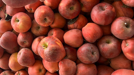 close-up of Ripe Red and green Apples Hanging On Branches In the field, Fresh ripe apple as background, top view Autumn day. Rural garden. In the frame ripe red apples on a tree.